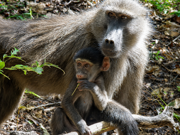 A female Chacma Baboon with it's young, in Cecelia Forest.