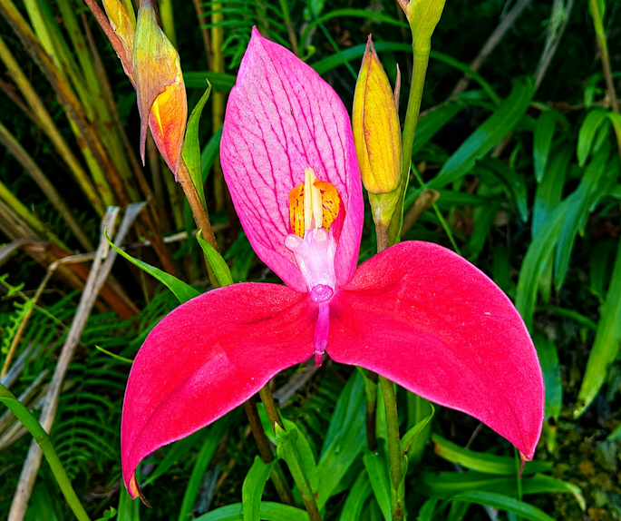 Disa Orchid : One of many species endemic to the Cape Floristic Region.