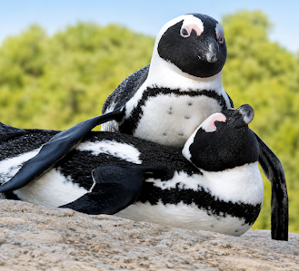 Penguins at Boulders Beach Cape Town, South Africa - just 45min drive from the city centre.