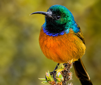 The exquisite colours of the Orange-Breasted Sunbird.