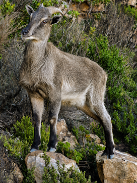 A Himalyan Tahr, alien to South Africa but survives well on Table Mountain.